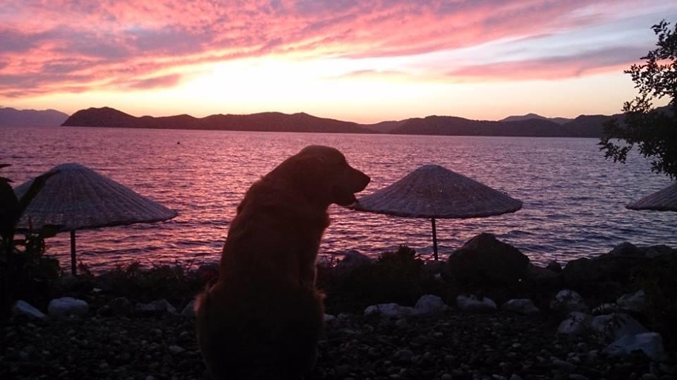 Mavi Akvaryum Pension Hotel Sogut  Buitenkant foto